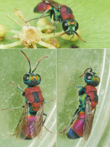 Chrysis pulcherrima
